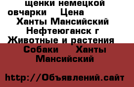 щенки немецкой овчарки! › Цена ­ 20 000 - Ханты-Мансийский, Нефтеюганск г. Животные и растения » Собаки   . Ханты-Мансийский